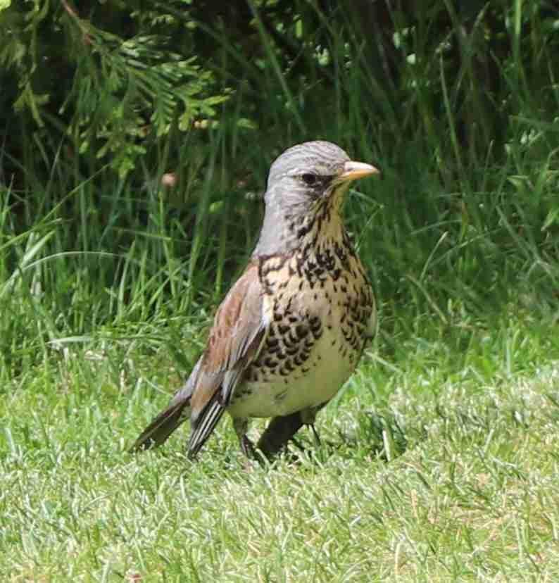 Fieldfare