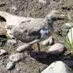 Juvenile Herring Gull Photo