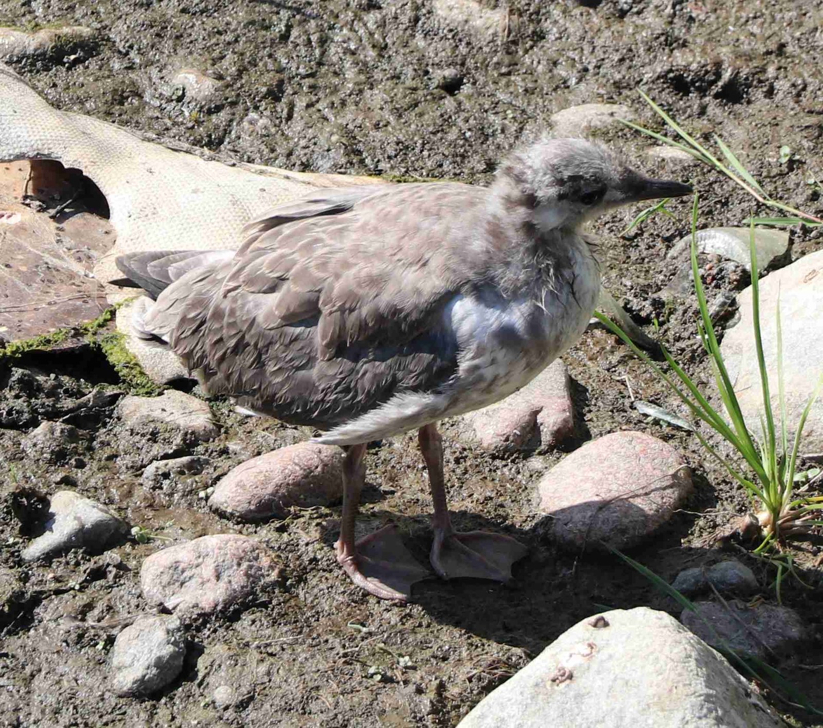 Juvenile Herring Gull Photo