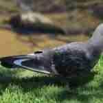 Rock Dove photo