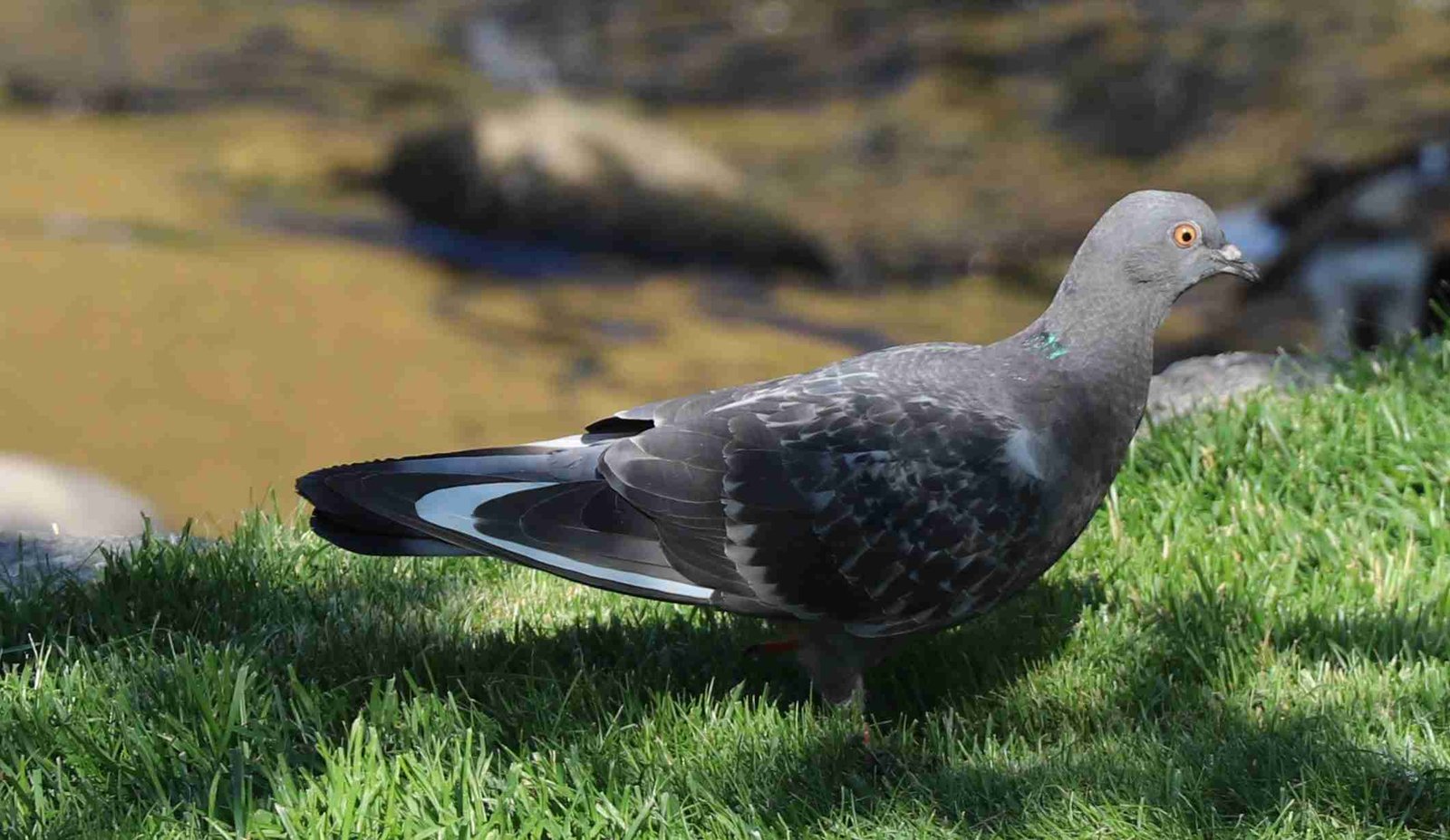 Rock Dove photo