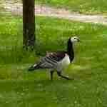 Barnacle Goose