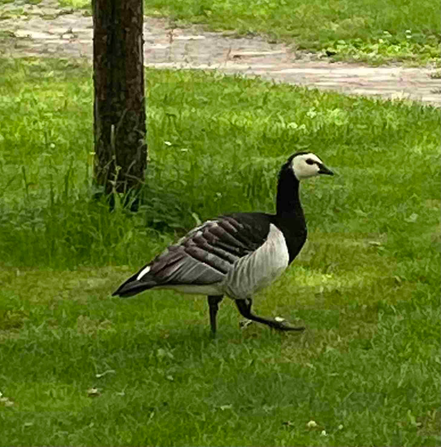 Barnacle Goose