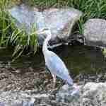 Gray Heron