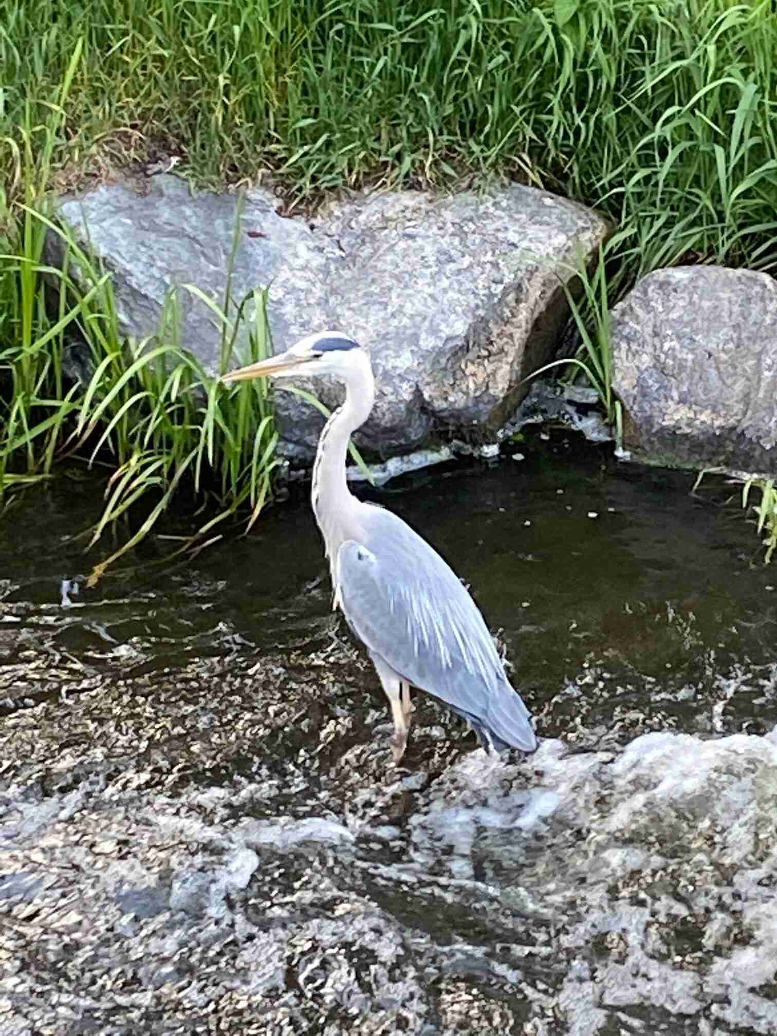 Gray Heron