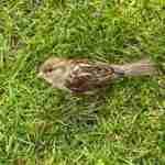 Juvenile House Sparrow