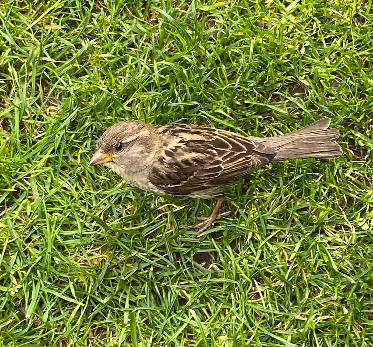 Juvenile House Sparrow