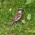Male House Sparrow