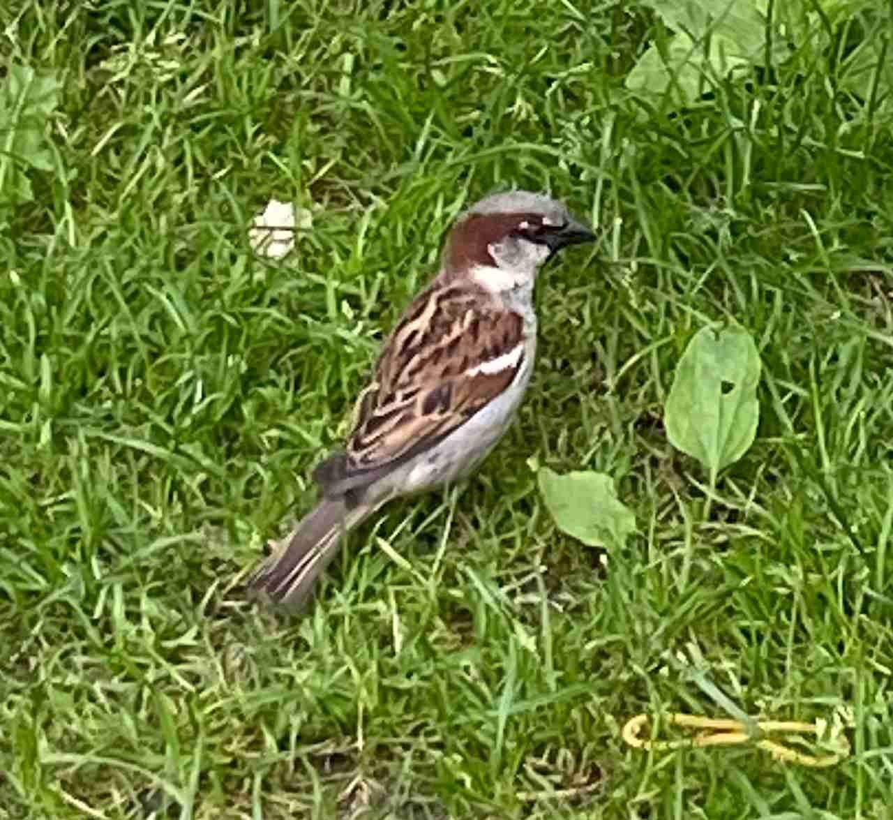 Male House Sparrow