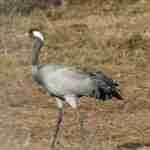 Common Crane