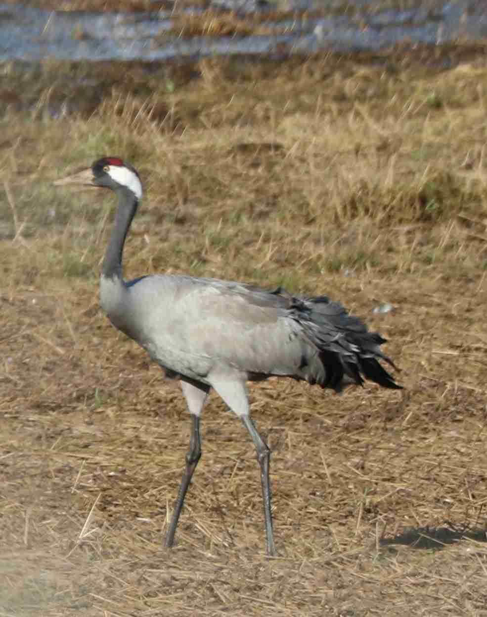 Common Crane
