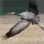 Common Crane in Flight