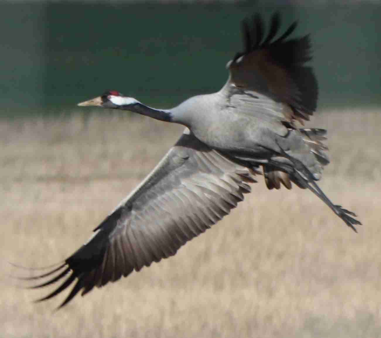 Common Crane in Flight