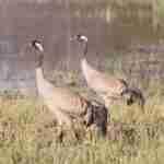 Common Crane Pair