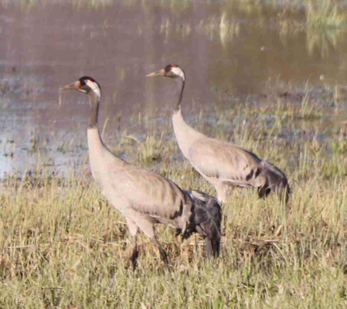 Common Crane Pair