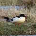 Common Merganser