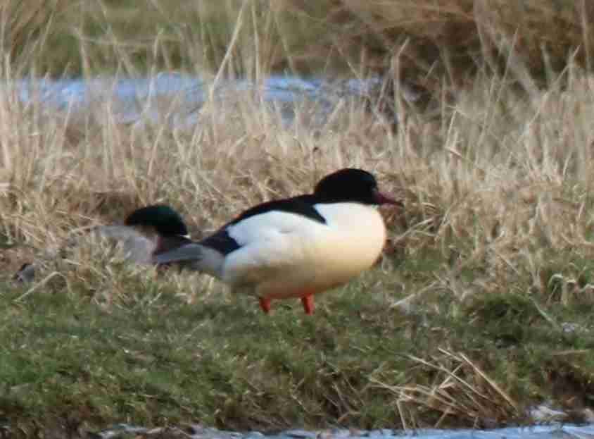 Common Merganser