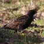 European Starling