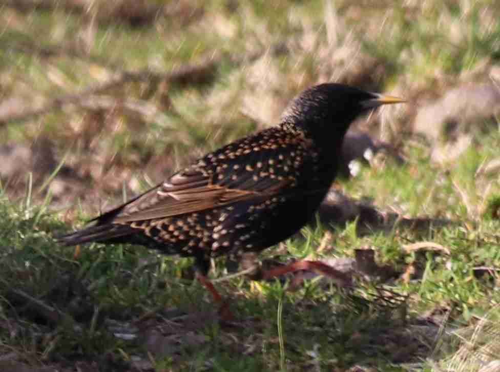 European Starling