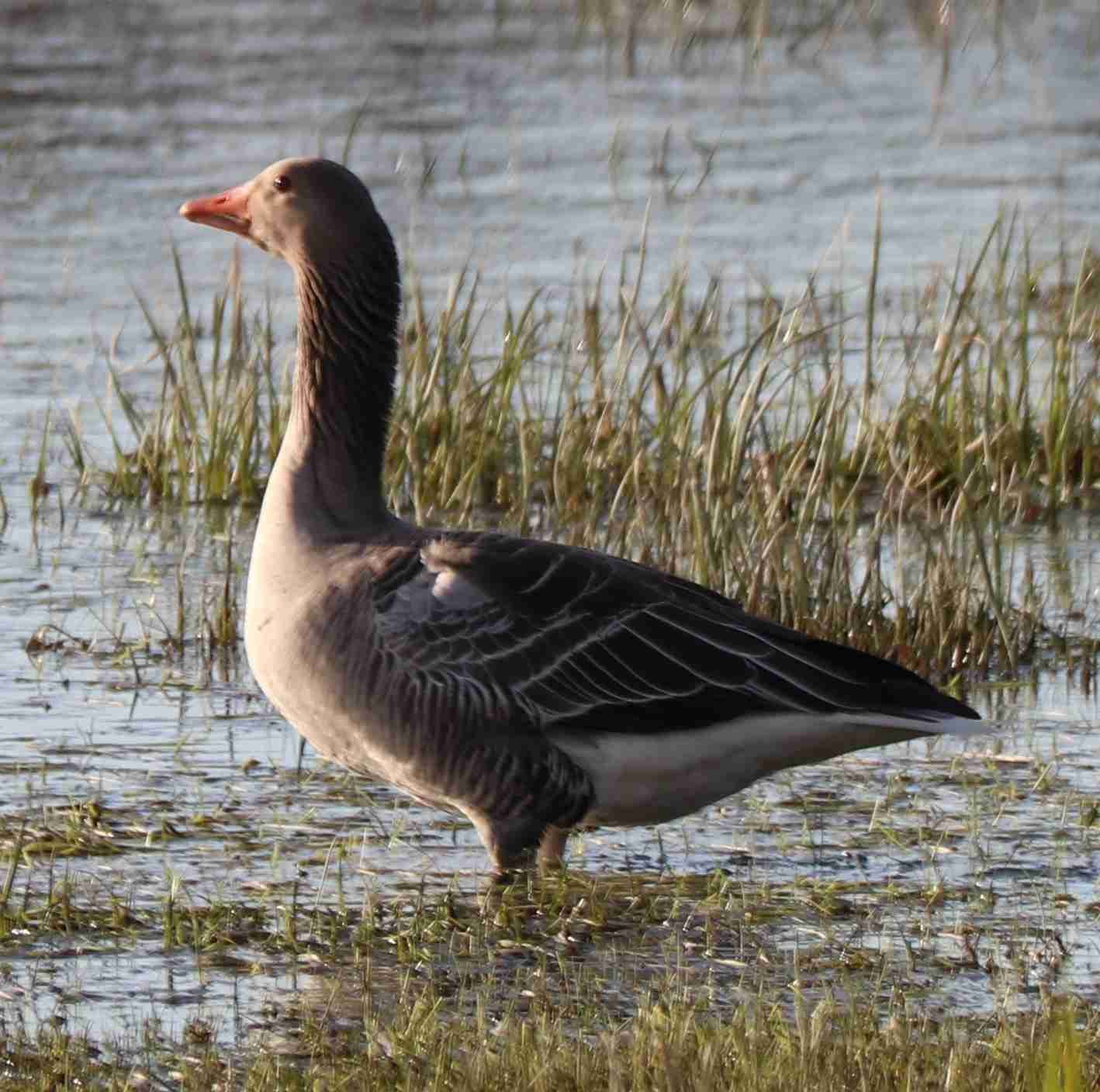 Graylag Goose