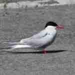 Arctic Tern