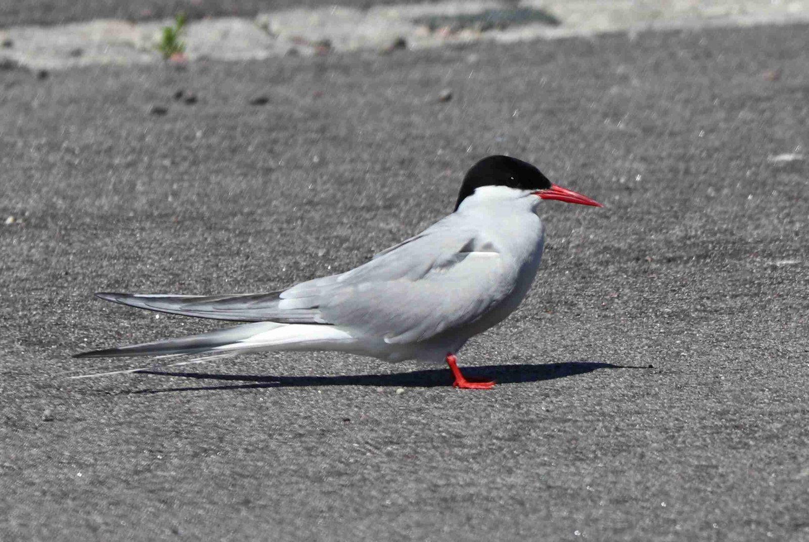 Arctic Tern