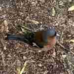 Common Chaffinch