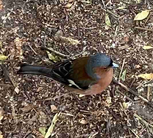 Common Chaffinch