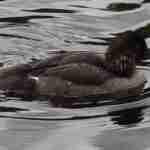 Common Goldeneye