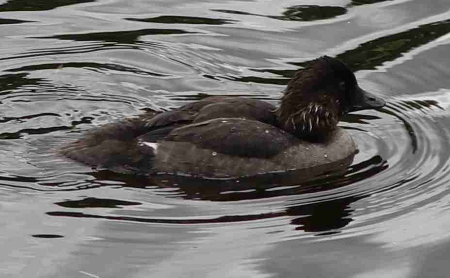 Common Goldeneye