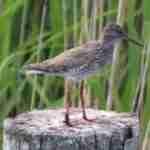 Common Redshank