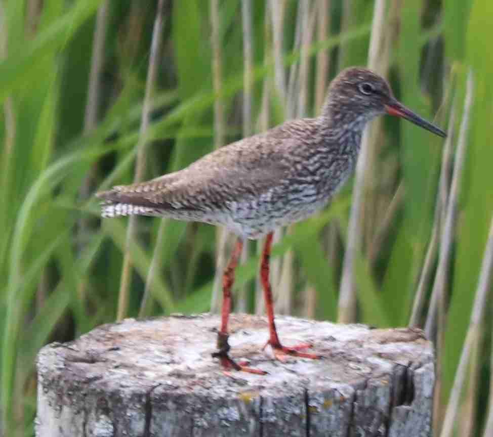 Common Redshank