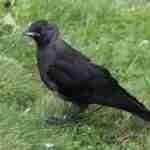 Eurasian Jackdaw