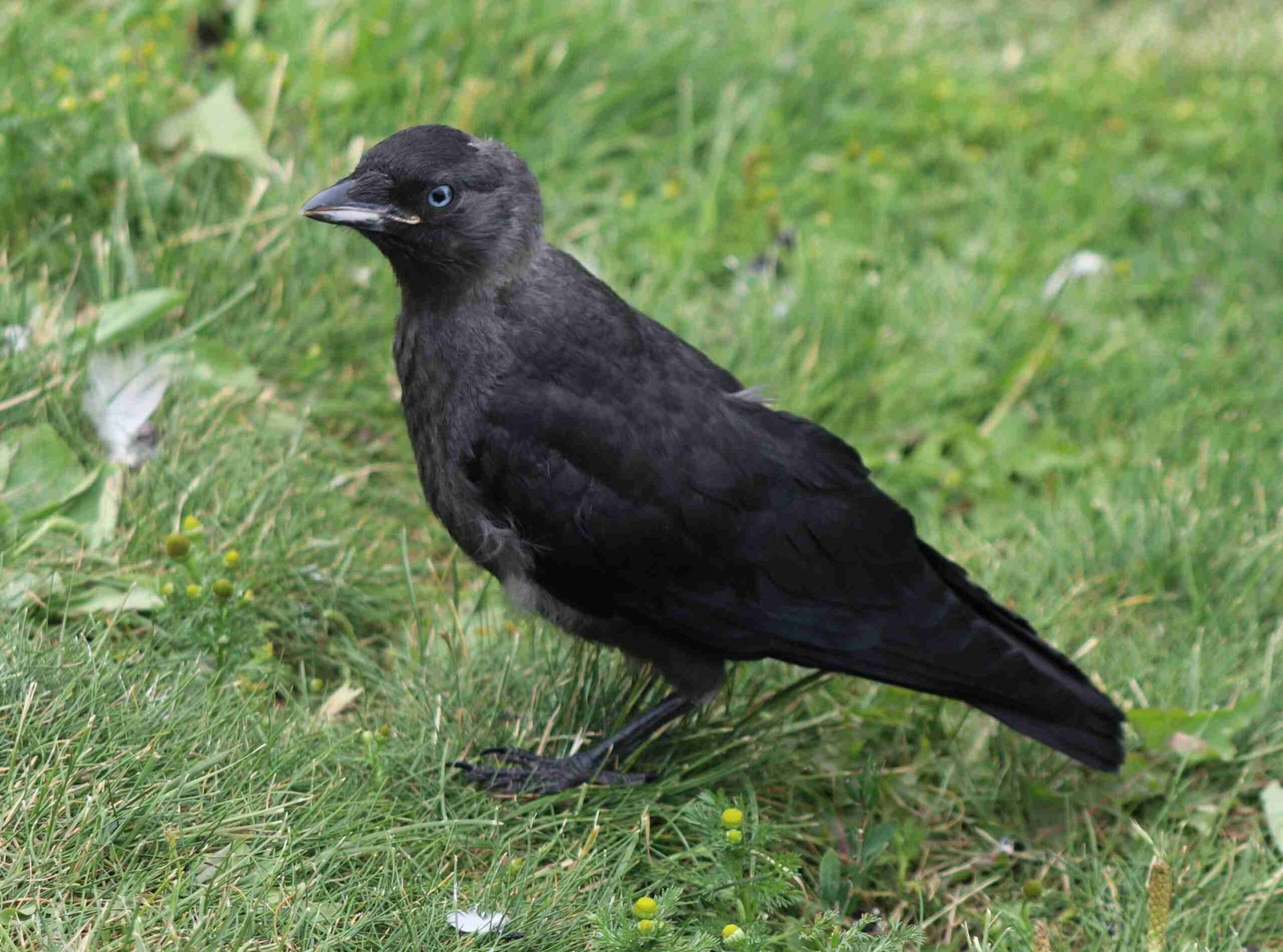 Eurasian Jackdaw