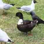 Mallard Duck Male
