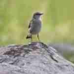 Northern Wheateater