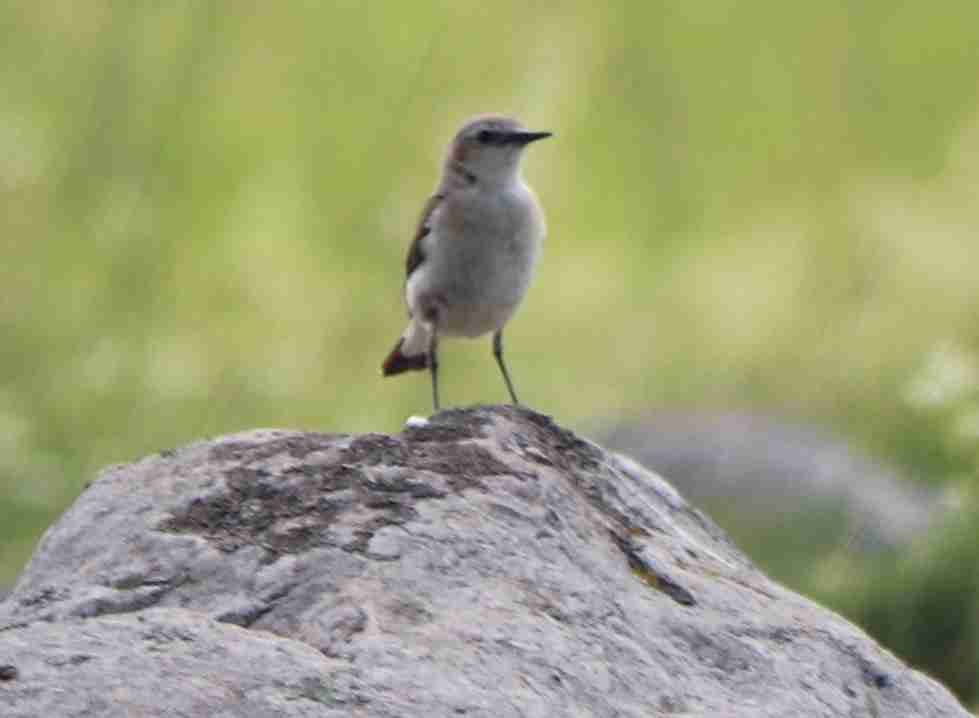 Northern Wheateater