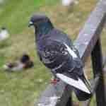 Rock Pigeon (Dove)