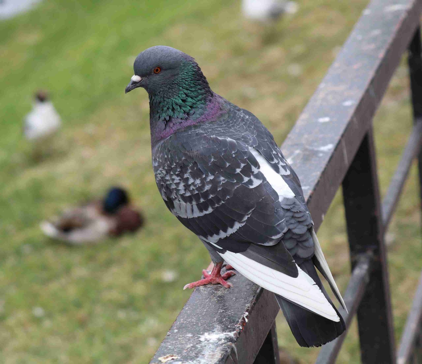Rock Pigeon (Dove)