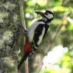 Great Spotted Woodpecker