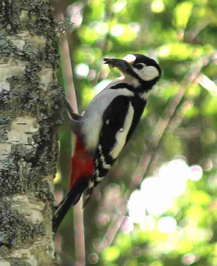 Great Spotted Woodpecker