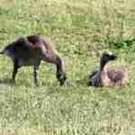 Canada Geese Babies