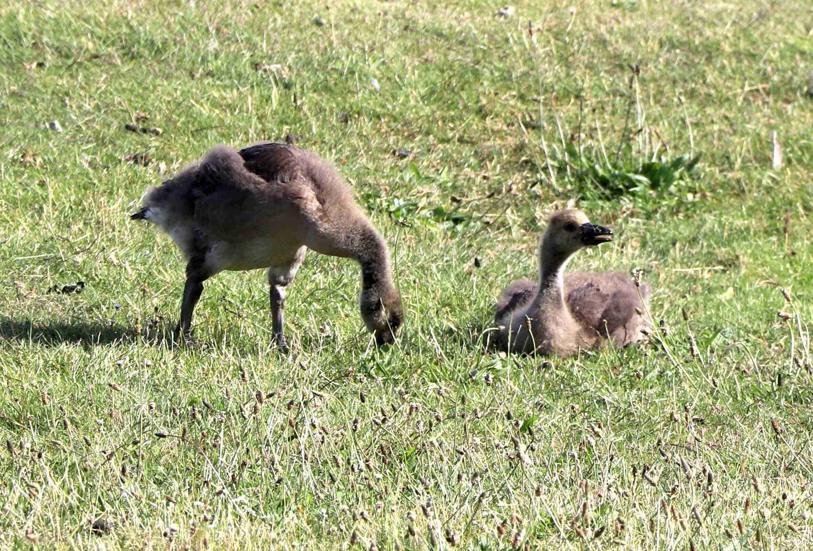 Canada Geese Babies