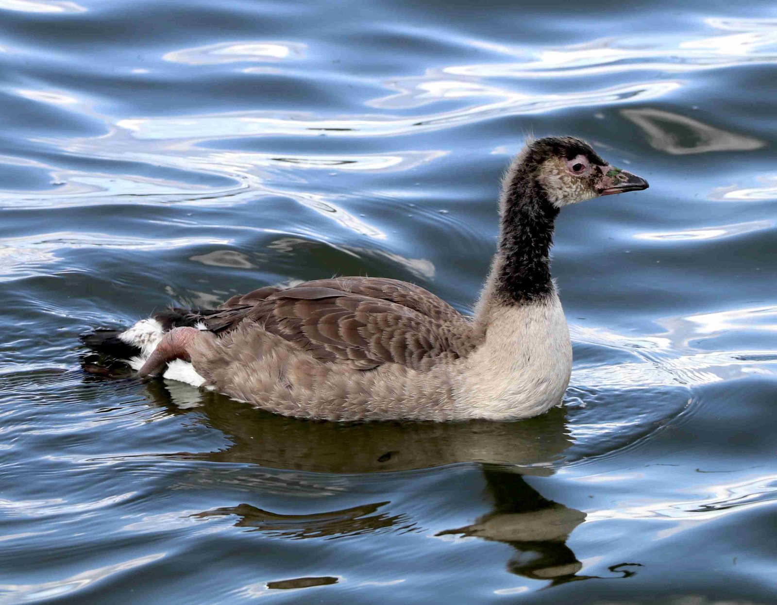 Canada Goose Juvenile