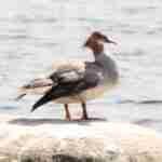 Common Merganser Female