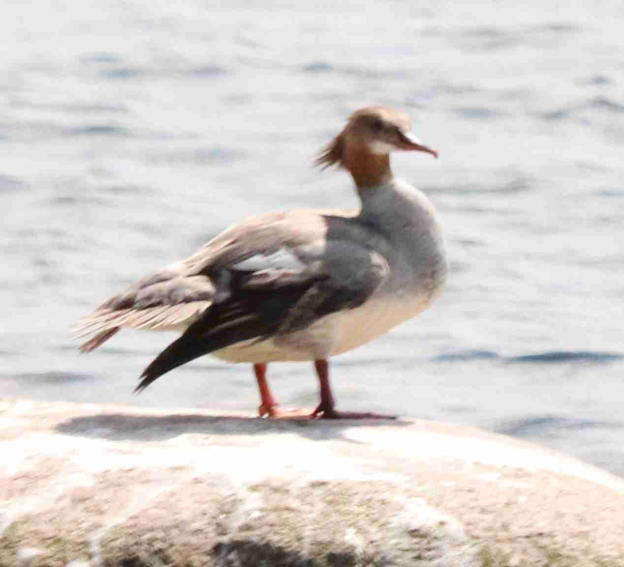 Common Merganser Female