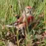 Eurasian Linnet