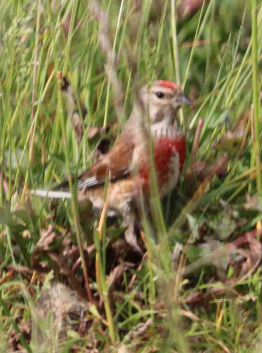 Eurasian Linnet