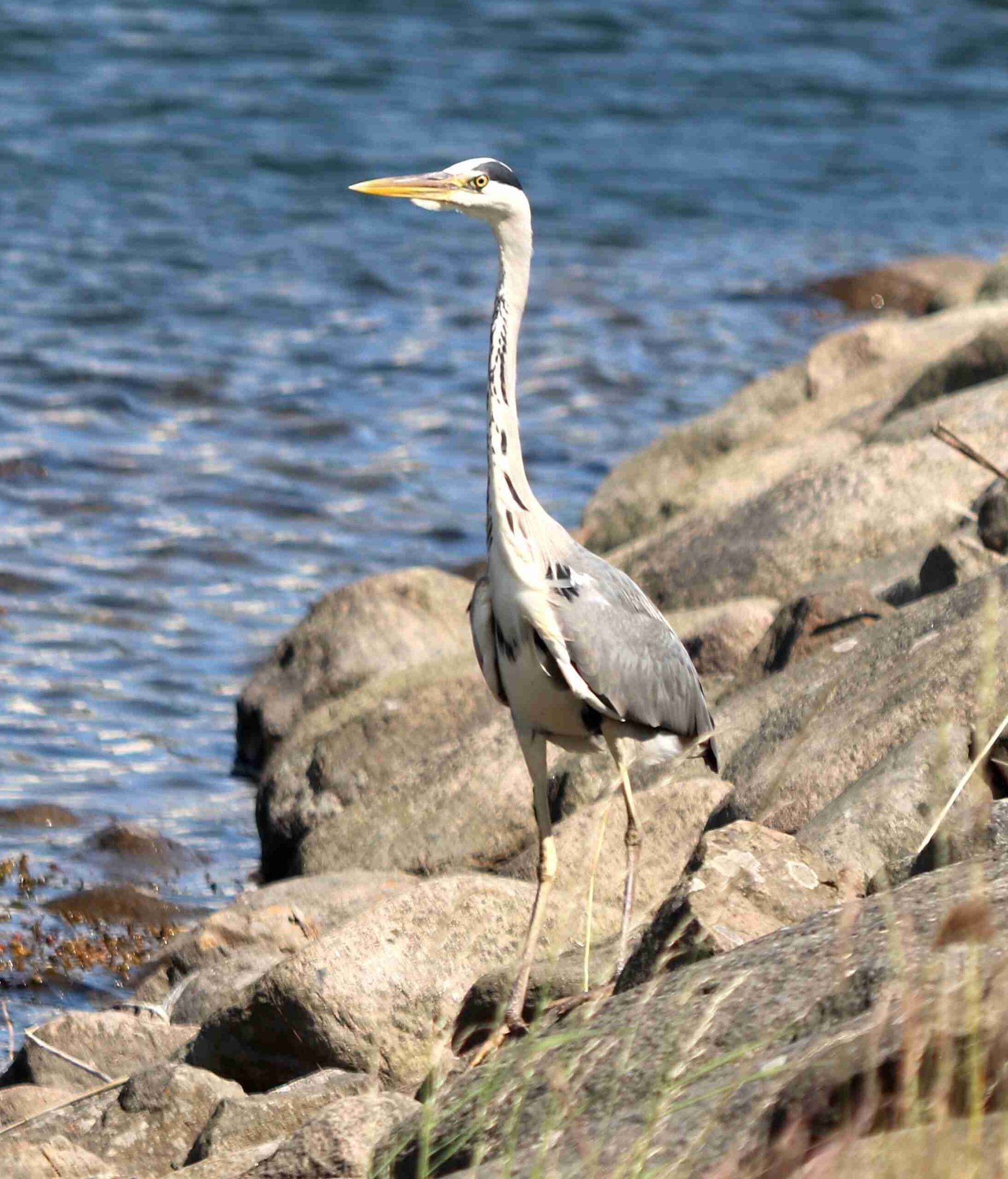 Gray Heron (Gråhäger)