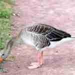 Graylag Goose